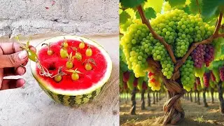 Successfully To Tip Grapes Grow With Watermelon Using Natural rooting Hormone