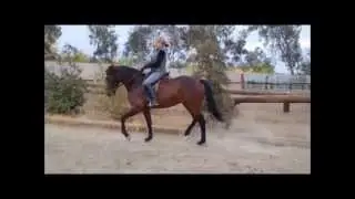 Empress- Lusitano Warmblood Cross Dressage mare