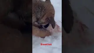 Missing breakfast part of the last video - LC Leonbergers