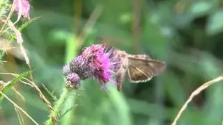 Moth, Rushbeds and Lapland meadow, Oxon, England,  22nd August 2013