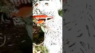 foto foto patung harimau lucu #memes #fyp #meme #harimau #short