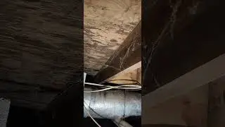 Mold Inspection in crawl space in Tullahoma TN #mold #moldremoval #moldremediation #construction