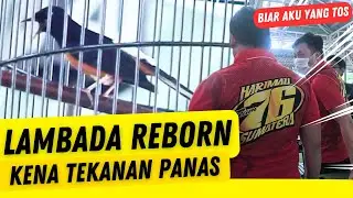 LAMBADA REBORN DITOS ‼️ KELAS UTAMA Ngobar Gagak Sakti
