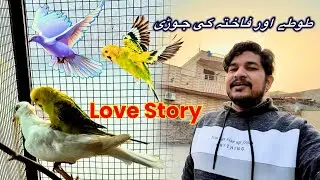 Parrot made a pair with Dove😱| Rare Pet Behavior