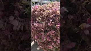 Calissia Repens
