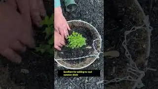 Planting  Strawberry Mint Plants  #shorts