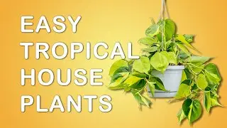 Easy to care for EXOTIC tropical house plants