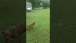 Training my American Pitbull Warm Down Session #australia #puppy #dog #pitbull #pitbulldog #cute