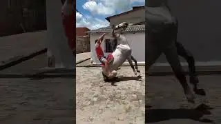 O freio est&aacute; bom 😂   #viral #cavalo #shorts #explorar #mangalarga #fyp #muares #kwai#caballos#humor