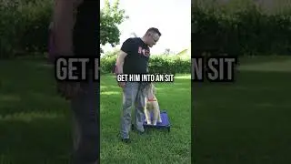 Does Your Dog Always Need Food While Training?