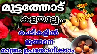 മുട്ടത്തോട് ചെടികൾക്ക് ഉപയോഗിക്കേണ്ട ശരിയായ രീതി/Eggshell Fertilizer Malayalam/Best  use of Eggshell