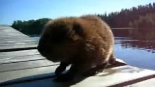 Baby beaver at the summer house