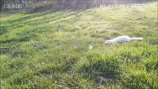 Ferret Chaos #139 - My best friend Norris