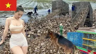 Full Video: Close-Up Journey of Transporting 40,000 Migratory Ducks by Truck to a High-Profit Farm