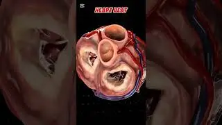 Heart Beat ❤❤❤ #health #bodycare #atonomy #healthcare #bodyparts #ytshorts #animation #healthtips