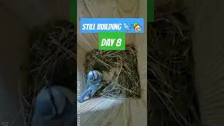 Blue Tits Keep Nest Building &ndash; Day 8 Progress!  #birdhotel  #birds #nestbuilding #bluetits