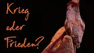 (Phyllocrania paradoxa) Ghost Mantis - Killerweibchen? With English subtitle!