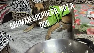 German Shepherd is owner of the 🏠 , Not a Dog 🦮🦮