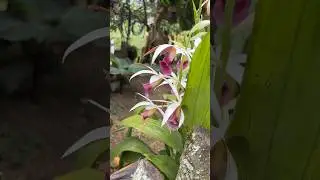 #flowergarden #farmhouse #colombiatrip #ghumanteketi #yaatri #naturelovers #plantlover #travel