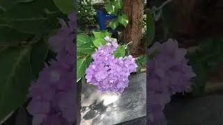 ഈചെടിയുടെ പേര് അറിയുമോ#babasvlog  #babasvlog