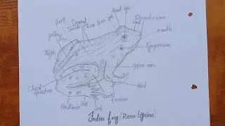 How to draw Common Indian frog - ( Rana - tigrina ) | Common frog diagram drawing with labeling |