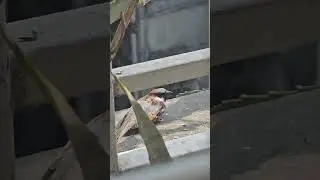 My favorite birds 