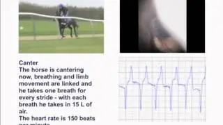 The Thoroughbred - fine-tuned for speed