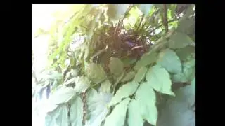 northbeachninja Live Stream