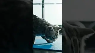 cat typing on a laptop, ordering food online like a hungry human #cat #animals #dog #uk #usa #funny