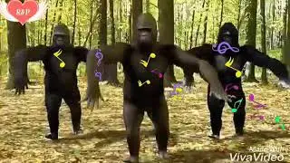 Lungi dance by gorilla 🤑🤑🤑🤑🤑🤑🤑🤔🤔🤔🤔🤔