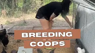 Separating chicken breeds into separate cops