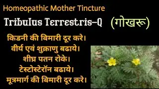 Tribulus Terrestris-Q : Homeopathic Mother Tincture : Dr.Mahavir Vyas