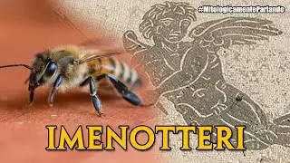Imenotteri