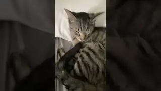 My cat ￼