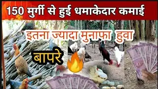 Free range local chicken farming(Episode-14)