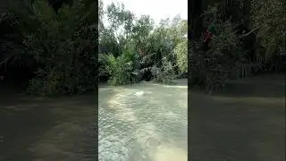 Amazing catch fish by castanet river side sundhorbon fishing #fishing #reels #shortvideo #shorts