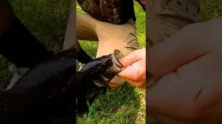 Ever Seen A Warmouth Before??#shorts #crappiefishing #bassfishing