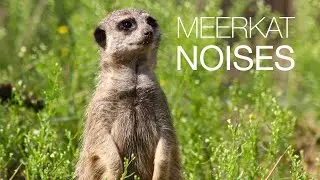 Meerkat barking | What noise does the meerkat make