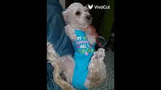 los animales me la van a madascar: Hipo: mu&ntilde;eca: estre&ntilde;a: y chico😎👍