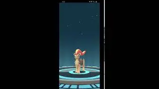 Litleo - Pyroar evolution (Pokemon go)