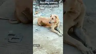 puppies | hungry puppy | dog food | video of feeding puppies