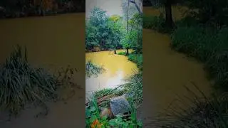 After a storm! Overflowing river, Amazon type river 🌧️🌿 Peaceful Beautiful @showusoutdoors