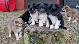 Sortie matinale des chiots (suite)