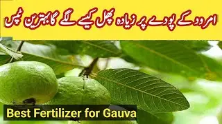 Fertilizer for guava tree,|guava fruit benefits|.#gauvabenifits #garden #mariakitchengarden