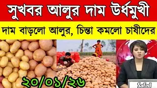 আজকের আলুর বাজার মূল্য/india potato news West bangal/Potato price today west bengal