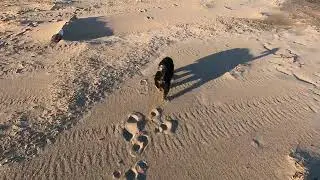 Walking Daisy