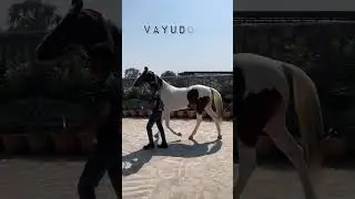 Stallion vayudoot sire by devratan posna