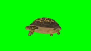 turtle#green screen with fun