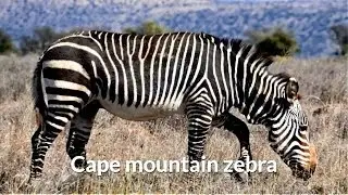 Cape mountain zebra (Equus zebra zebra)