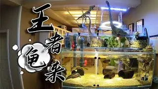 【亮哥養魚】超可愛的烏龜混養缸！用養魚的方式來養龜，小心看完被種草！